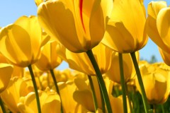 Tulips-604x270